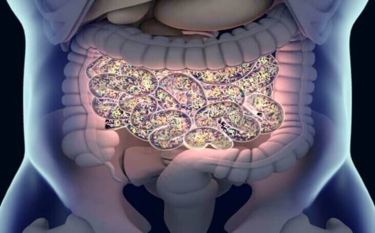 flora intestinal